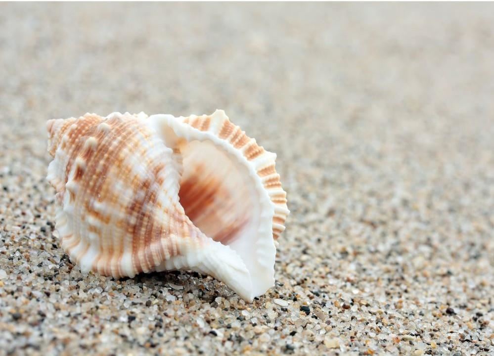 Conch at the beach